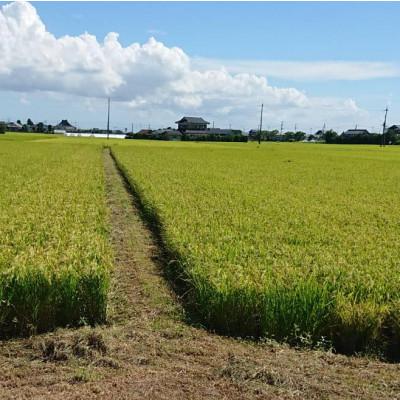 ふるさと納税 行方市 令和7年産新米【栽培期間農薬不使用】こしひかり白米5kg |  | 02