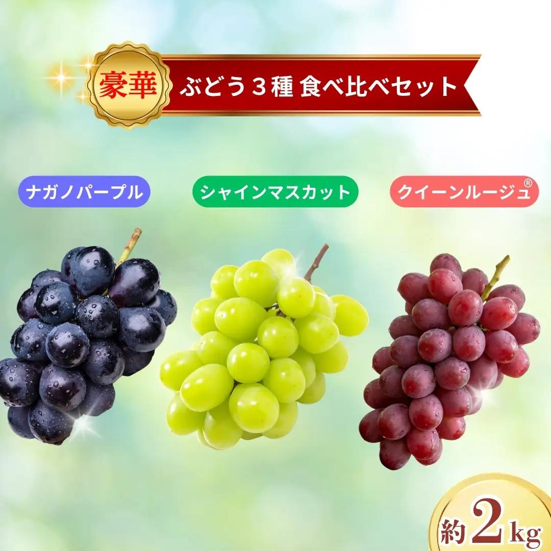 【2026年先行予約】ブドウ3種食べ比べセット約2kg（シャインマスカット・ナガノパープル・クイーンルージュR）｜ぶどう 大粒 白ぶどう 種無し 皮ごと 信州 長野県 千曲市