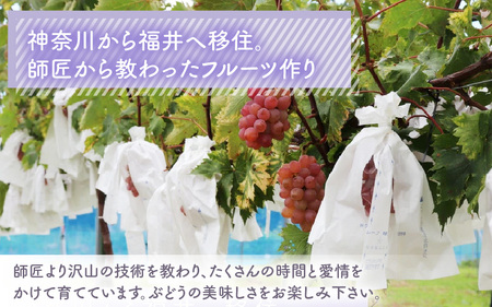【先行予約】9月特選 ぶどうセットL 1.7kg以上（3～4房）／ 葡萄 クイーンニーナ 品種 おまかせ あわら 農家おすすめ ※2025年9月より順次発送 [aw007-b003]