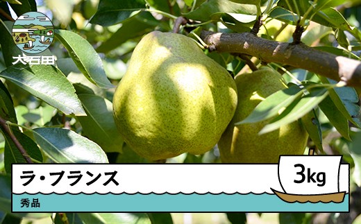 【先行予約】 洋梨 ラ・フランス 約3kg 秀品 2026年産 令和8年産 果物 フルーツ 山形県 ry-laxxx3000