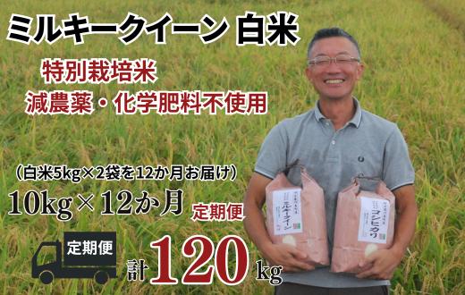 
            【ミルキークイーン 定期便 白米 10kg✕12か月連続 松原グリーンファーム】 特別栽培米 ミルキークイーン 白米 10kg （5kg×2袋） 12か月  合計 120kg  小分け 単一米 精米  減農薬 化学肥料不使用 埼玉県認証 埼玉県 川島町
          