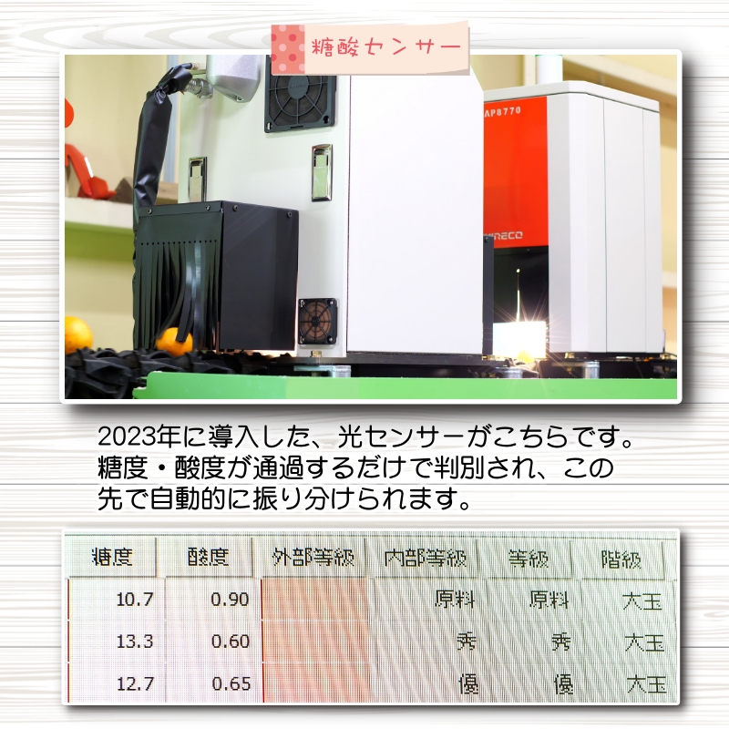 青切り みかん 5kg / 極早生 極早生みかん 温州みかん 甘い 家庭用 和歌山 柑橘 ※9月下旬～10月順次発送 ※北海道・沖縄・離島への配送不可  【nuk001-r-5B】