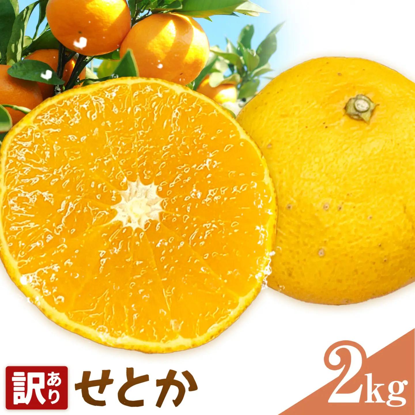 せとか 訳あり 2kg(10-16玉前後) 
