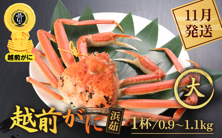 【11月発送】越前がに本場の越前町からお届け！浜茹で越前かに 大サイズ（生で0.9～1.1kg） × 1杯  [e43-x003_11] カニ かに 越前がに 越前ズワイガニ 越前かに 越前カニ 姿