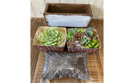 多肉植物 じぶんで植える 多肉 寄せ植えキットE 木製 シンプル プランター 全3色 インテリア 植物 寄せ植え ガーデニング 福岡 小郡市 白色