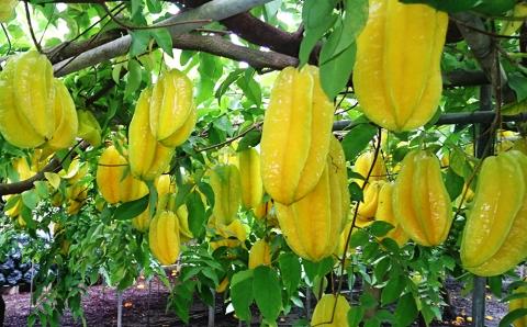 【2026年2月から順次発送】生産者直送スターフルーツ　1.5kg以上