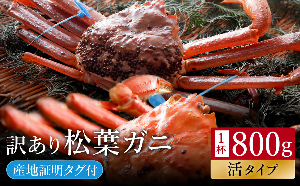 ＜予約受付中！＞【訳あり】タグつき 活松葉ガニ800g前後【11月より順次発送】