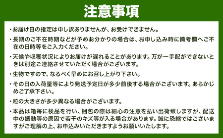 【先行予約】 岡山県産 シャインマスカット「晴王」とニューピオーネ 計 800g 株式会社はちや《6月下旬～7月下旬頃出荷》【配送不可地域あり】