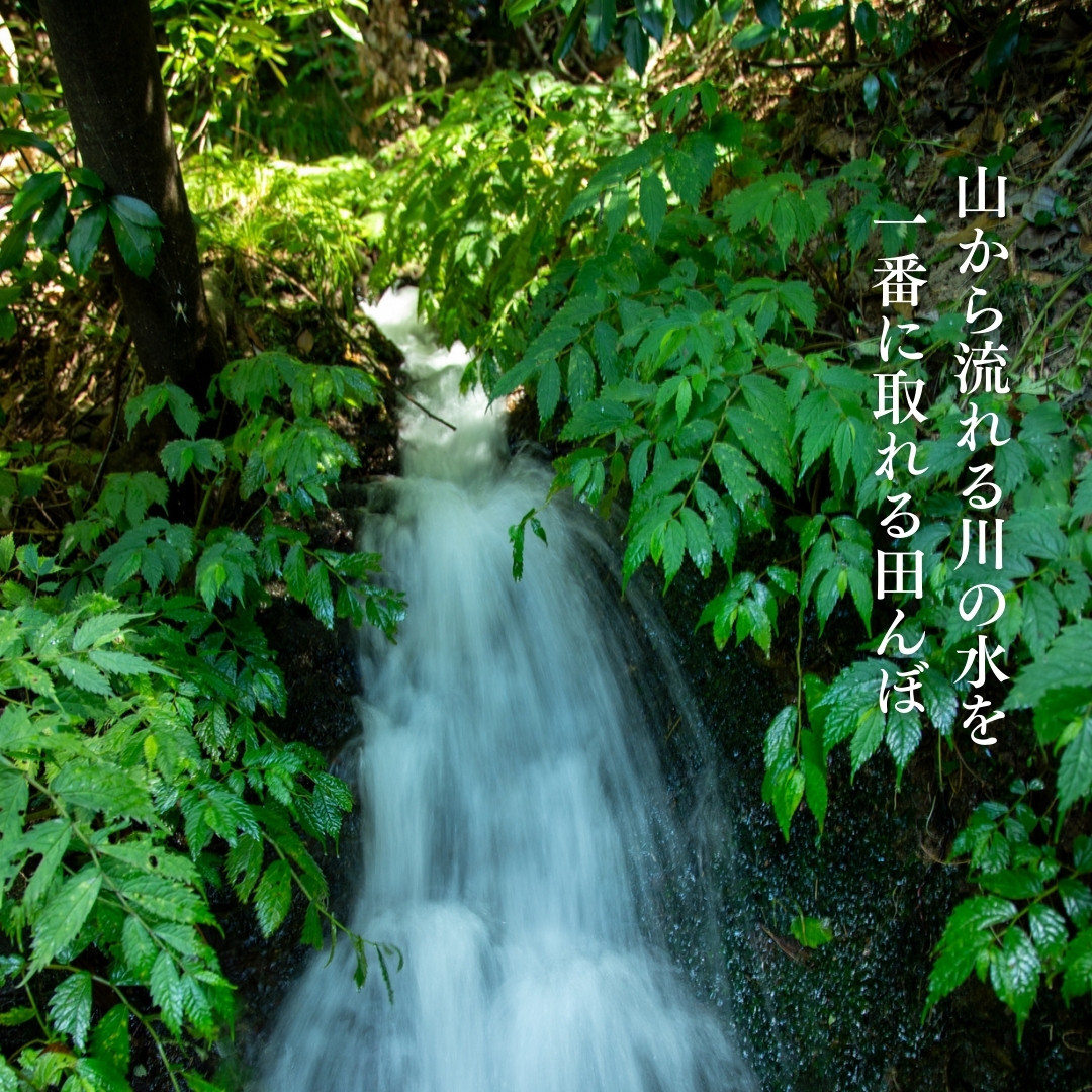 新潟県佐渡産 令和7年産 【にこまる】 玄米 5kg