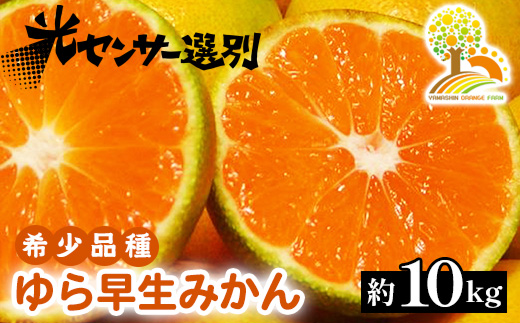 ゆら早生 みかん 濃厚な味わい 約10kg 希少品種《有機質肥料100％》極早生 ｜ 由良 ゆら 早生 わせ 柑橘 果物 くだもの フルーツ 和歌山 有田 ※2025年10月上旬～11月中旬頃に順次発送予定 ※北海道・沖縄・離島への配送不可