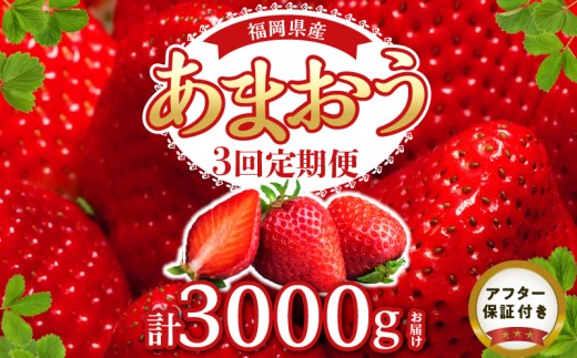 【2027年1月以降お届け】あまおう 約250g 4パック×3回 計12パック【定期便 3回】_定期便 全3回 いちご あまおう 約 250g × 4パック × 3回 計 12パック 福岡県産 甘い 濃厚 ブランド苺 果物 フルーツ ストロべリー スイーツ パフェ ショートケーキ パンケーキ スムージー ジャム 国産 福岡県 久留米市 お取り寄せ 送料無料_Fi301
