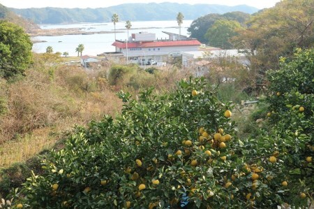 オレンジ園の土佐文旦10kg 柑橘 フルーツ みかん ザボン ぶんたん 先行予約【R00542】