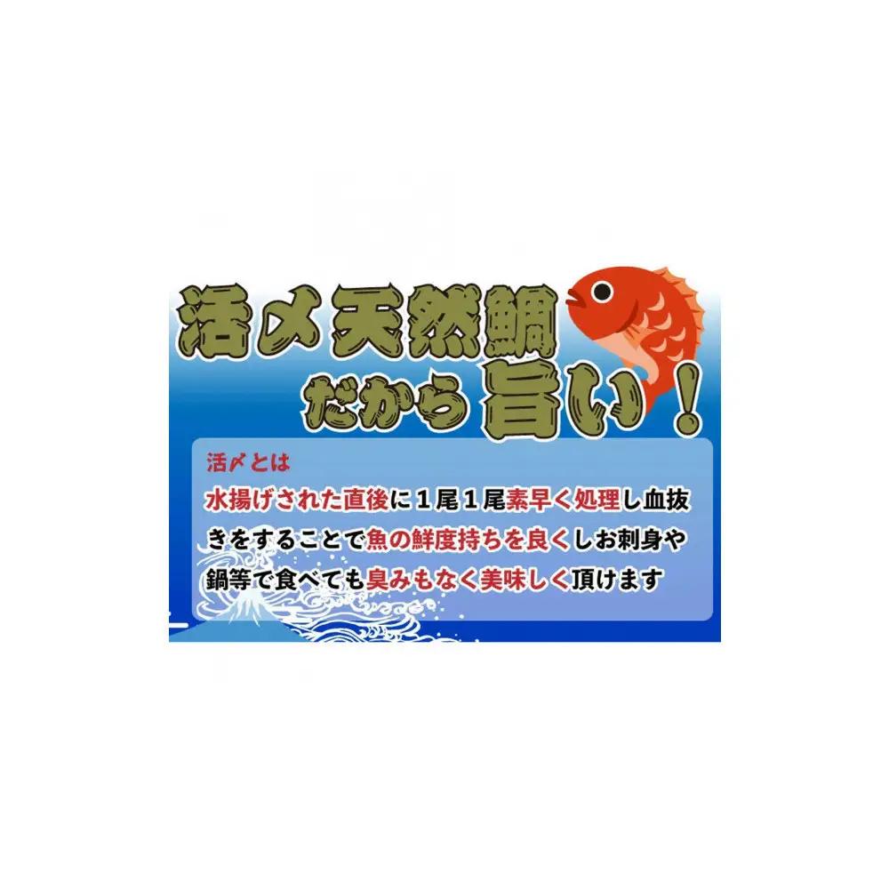 【お歳暮】【下処理なし】活き締め真鯛1尾（約1kg）タイ たい 刺身 鍋