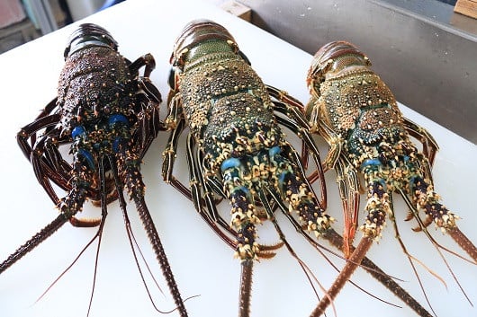 
                  【ふるさと納税】【数量限定】奄美大島 大和村産 天然 伊勢エビ (550g以上・1〜3匹) 新鮮 お刺身 焼物 味噌汁 【勝山水産 仁太丸】
                