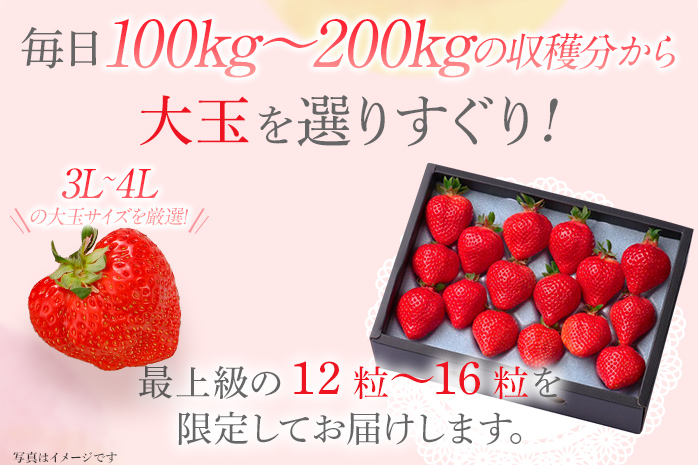 12月限定高級あまおうギフト 大玉3L～4Lサイズ 約12～16粒 BD06