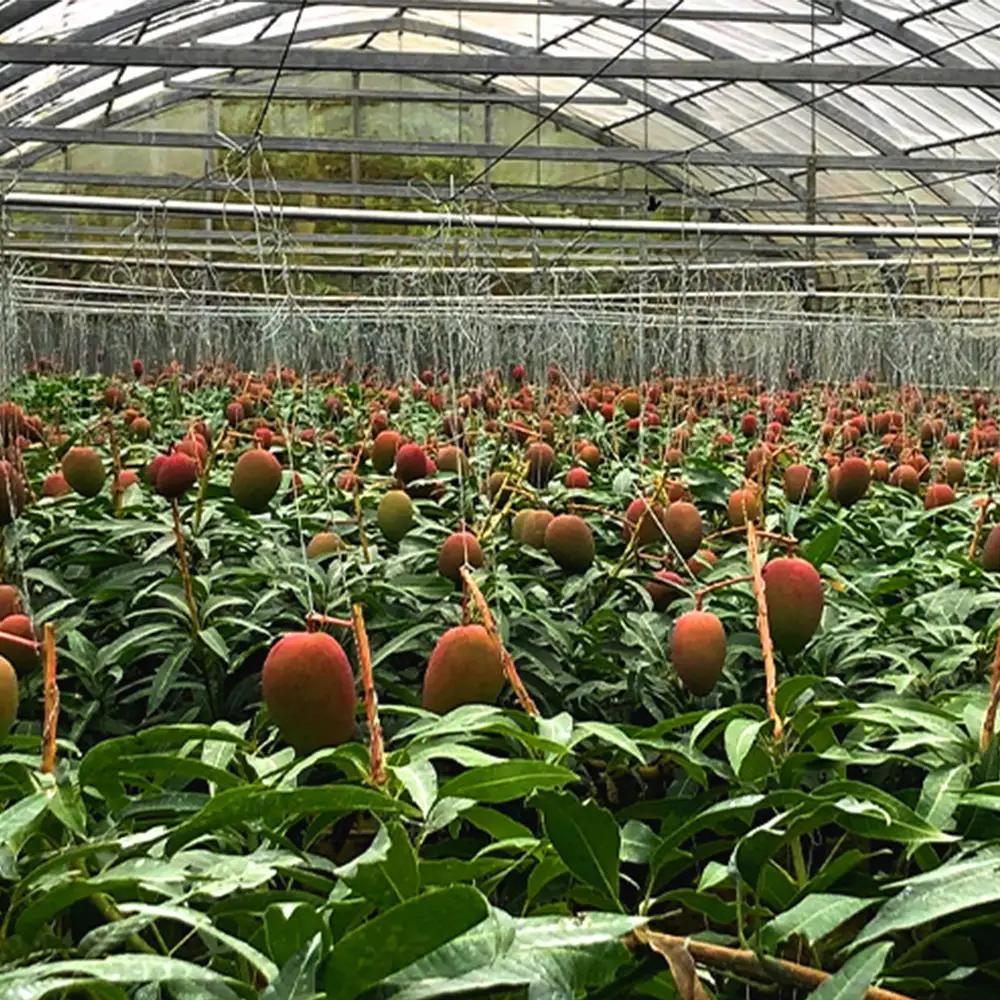 2026年発送【沖縄やんばる産】約2kg　家庭で楽しむアップルマンゴー （Ms mango farm） 南国 南国フルーツ 先行予約 期間限定 沖縄 甘味 糖度 フルーツ 果物 果実 プレゼント ギフ