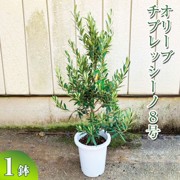 オリーブ チプレッシーノ8号 ※離島への配送不可 | 観葉植物 植物 グリーン オリーブの木 チプレッシーノ 室内 苗 鉢植え シンボルツリー ギフト 贈答 贈り物 プレゼント お中元 お歳暮 直送 農家直送 茨城県 古河市 _BZ17