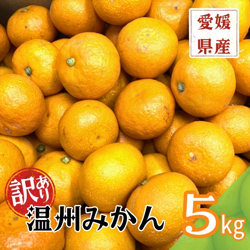 訳あり 温州みかん 5kg ご家庭用 人気 数量限定 先行予約 愛媛 みかん 柑橘 【2025年11月上旬以降発送】｜B149