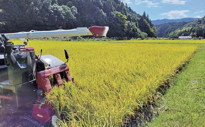 令和5年産 関ケ原町中挾地区限定米 コシヒカリ 精米 3kg 白米