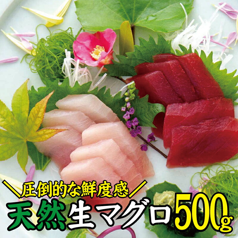 【ふるさと納税】 天然 キハダ（もしくはメバチ） 生まぐろ 鮮度抜群の生まぐろをお届けします / 生鮪 鮪 マグロ 生まぐろ キハダマグロ 刺身