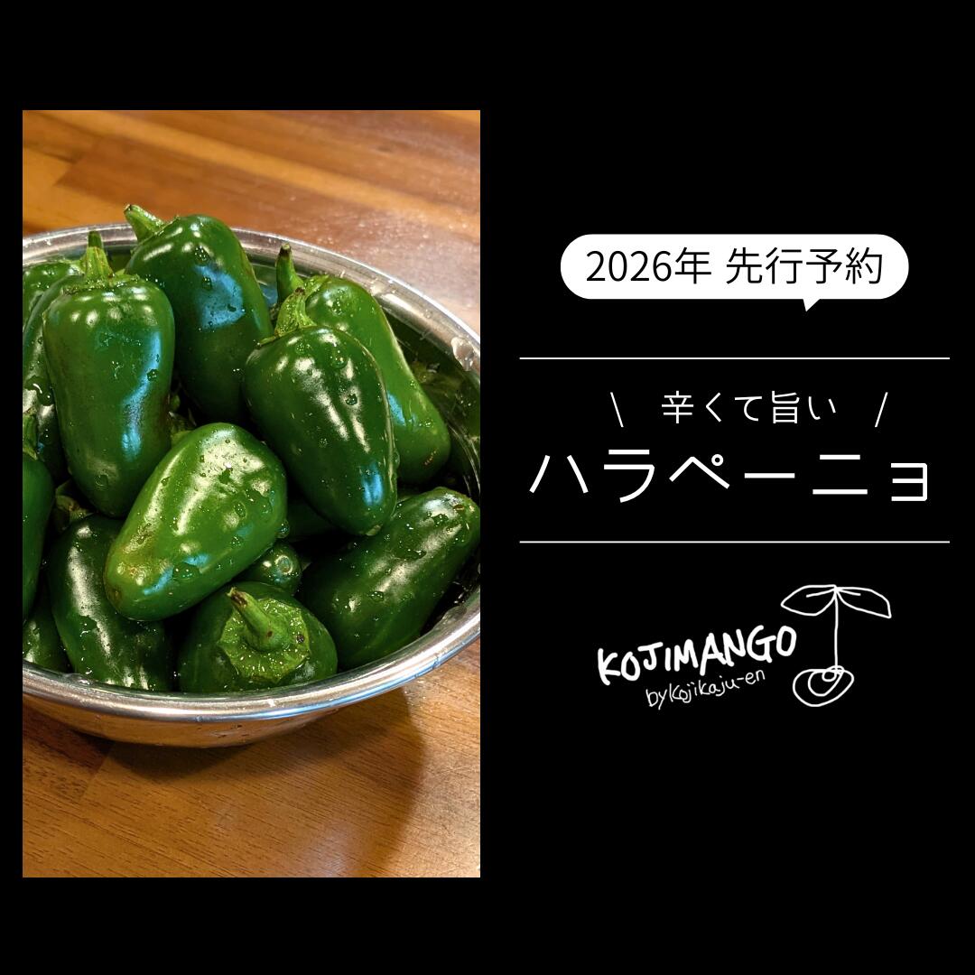 【ふるさと納税】【 先行予約 2026年9月上旬順次発送】採りたてフレッシュなハラペーニョ 辛くて旨い！ 【選べる内容量 】1kg / 2kg コジカジュ園 農家直送 茨城県 八千代町 2026年発送 2026年先行受付 2026年