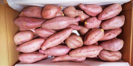 【発送開始】 サツマイモ 詰合せ 5キロ さつまいも