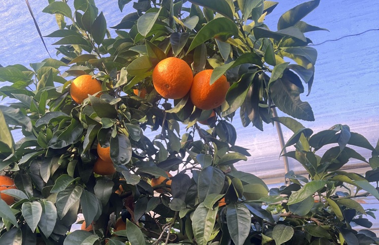 【2026年先行予約】 愛果28号 5kg 紅まどんな同一品種 バラ詰め ご家庭用 サイズミックス 農園直送 12月発送 愛媛 数量限定 愛媛県産 人気 柑橘 伊予市｜B274