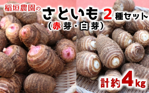 
            ほっくり美味しい♪サトイモ２種セット（赤芽・白芽）約４kg
          