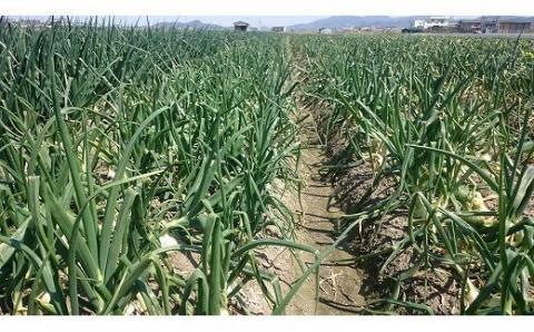 【youふぁーむ】【新玉予約】淡路島産新玉ねぎ10kg◆配送2月中旬～