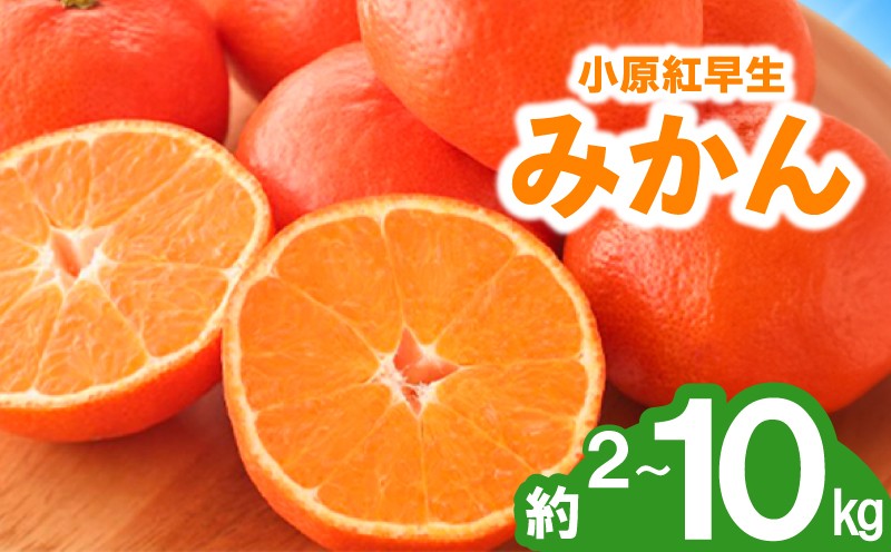 
            先行予約 みかん 蜜柑 約2kg 3kg 5kg 10kg 小原紅早生 小原紅早生みかん さぬき紅 金時紅 柑橘  オレンジ 果物 フルーツ 果実 旬 贈答用 プレゼント ギフト 11月下旬～12月下旬 配送 香川県 丸亀市
          