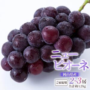2026年 ご家庭用 ニュー ピオーネ  2～3房 合計約1.2kg ｜ ピオーネ