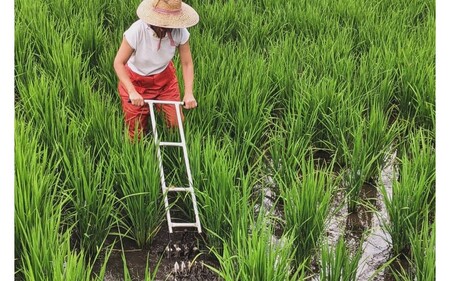 令和６年産 白川の美米 ５kg 令和6年産 南小国産 白米 玄米 森のくまさん 精米 米 お米 玄米対応可能 ご飯 ごはん 無農薬 農薬不使用 自然栽培 産地直送 熊本 南小国 送料無料