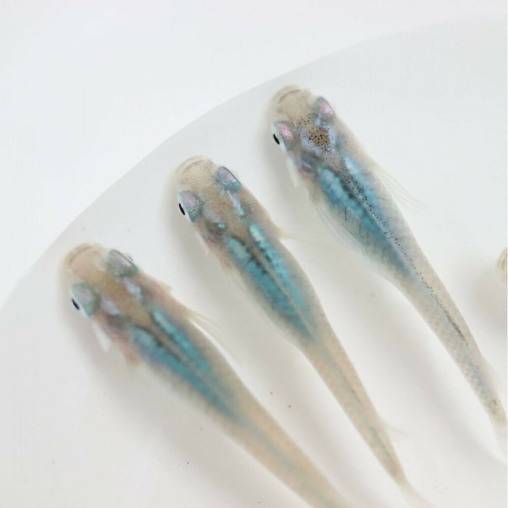 【ふるさと納税】メダカ(深海)　2ペア メダカ屋えん 横浜市 | メダカ 淡水魚 観賞魚 ペット 飼育