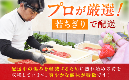 【3回定期便】博多あまおう 2ケース　広川町 / JAふくおか八女農産物直売所どろや[AFAB081]