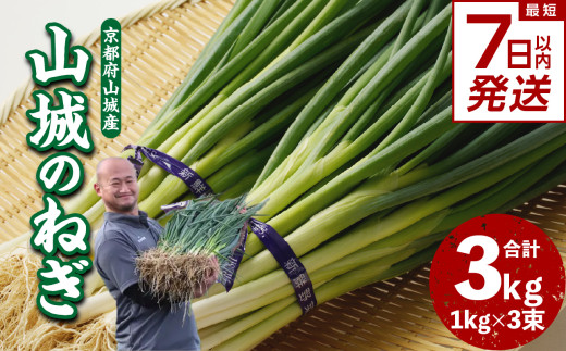 【スピード発送】最短7日以内発送！！山城のねぎ 3kg 京野菜 ねぎ 山城のねぎ 京都府 木津川市 ねぎ 【001-14-S】