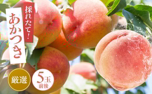 【 クール便 】 桃 あかつき 大玉 糖度 13度 以上 5個 前後【 本州 ・ 四国 発送 】 | 果物 くだもの フルーツ 桃 あかつき モモ 長野県 飯田市