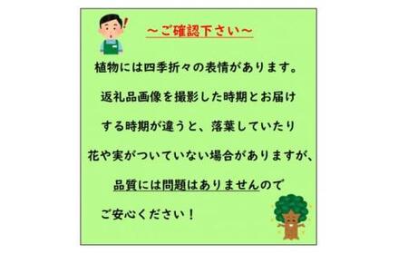 ＜2025年5月中旬頃から下旬発送＞みかんの苗木 せとか 7号 鉢カバー 果樹苗(ガーデニング用)