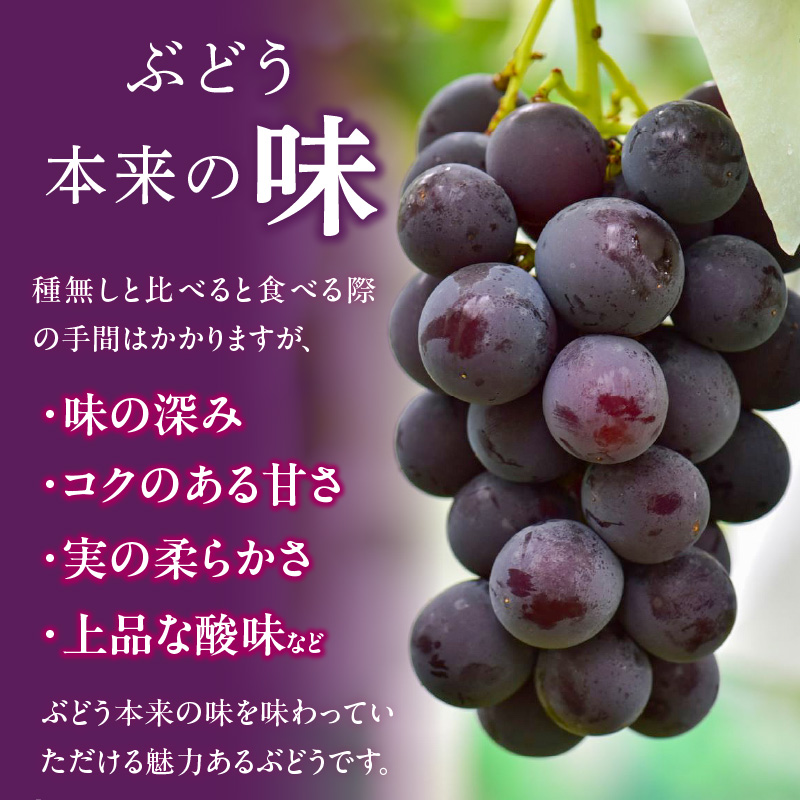 こだわりの種あり巨峰　約2kg（2025年 先行予約）ぶどう