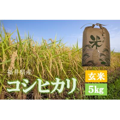 ふるさと納税 越前町 令和7年産　コシヒカリ(玄米)　5kg