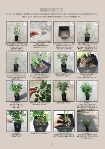 バラ苗鉢植え「アイ ウィル」 バラ 苗 四季咲き 鉢植え 花 6寸鉢 オリジナル品種 アイウィル ロゼット咲き 房咲き 1鉢