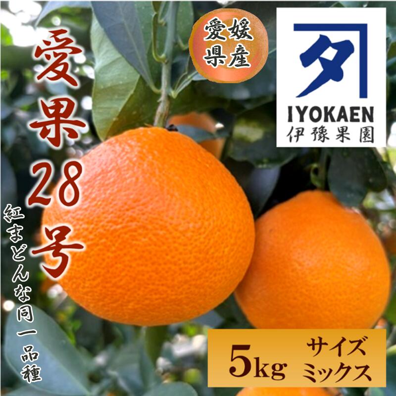 【ふるさと納税】愛果28号 サイズミックス 約5kg ご家庭用 【11月下旬から順次発送予定】 みかん 紅まどんなと同一品種 愛媛 人気 柑橘 伊豫果園 伊予市｜C107