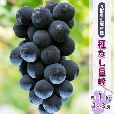 【ふるさと納税】【2026年先行予約】ぶどう 巨峰 約800g~1kg (2~3房入り) 種なし 信州直送 | 長野県産 ブドウ 種無し 葡萄 くだもの ギフト プレゼント | 令和8年9月上旬~下旬頃順次発送予定 | 長野県 生坂村 [小さな果樹園 ぷてぃ・べるじぇ]