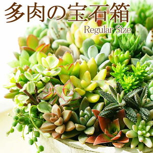 多肉植物の寄せ植え 6号鉢 _FC02