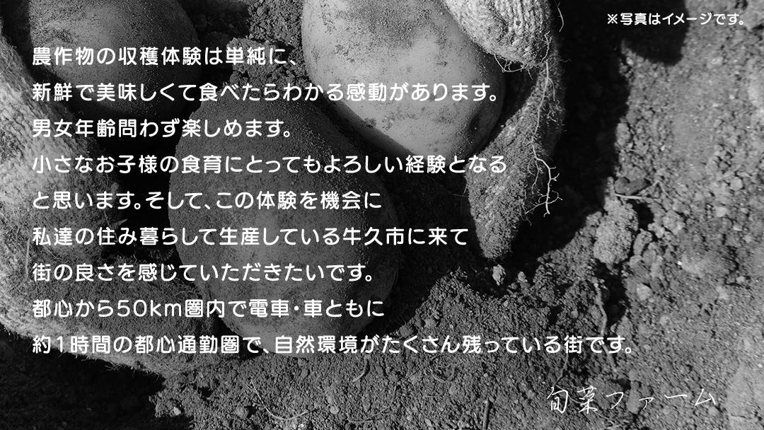 じゃがいも 「 とうや 」 収穫体験 (5/31（日）開催) ジャガイモ 芋 収穫体験チケット 収穫 収穫体験 体験 チケット 観光 旅行 自然 農業体験 お土産 持ち帰り