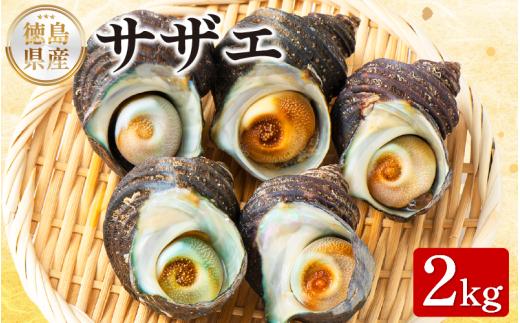 サザエ 2kg さざえ 貝 貝類 栄螺 鮮魚 海鮮 魚介 刺身 焼き物 汁物 さざえご飯 壺焼き つぼ 正月 おせち ギフト 贈答 贈り物 祝い 歳暮 中元 年末 年始 バーベキュー BBQ sazae 徳島 阿南