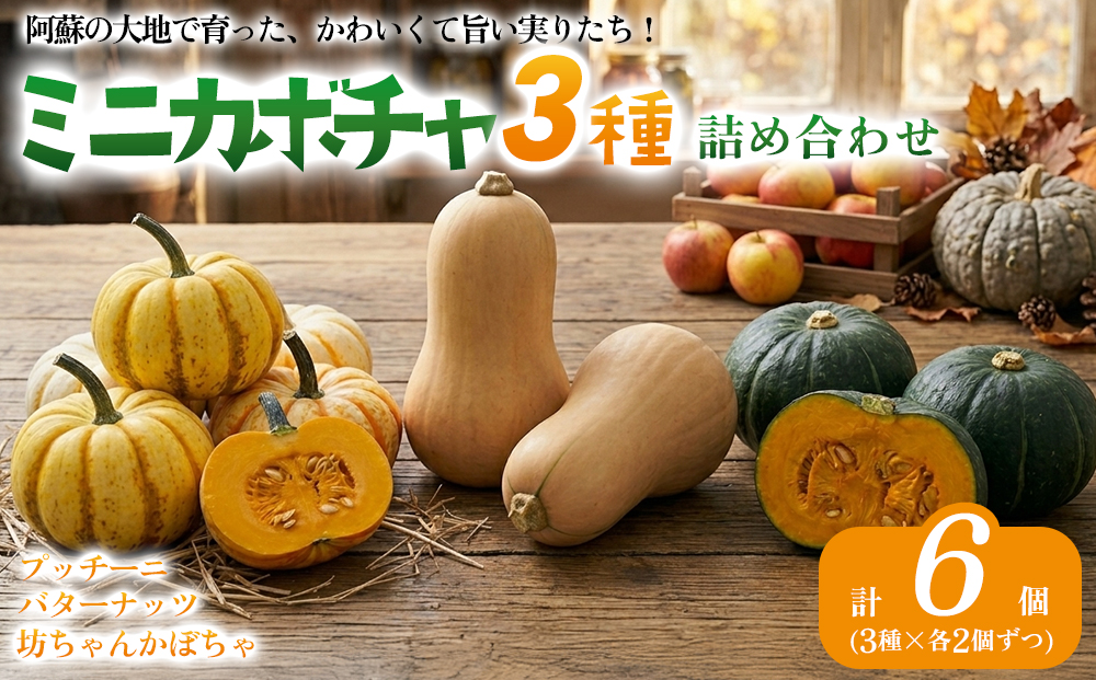 【7月中旬より順次発送】阿蘇産 ミニカボチャ詰め合わせ３種セット (バターナッツ　プッチーニ　坊ちゃん) 3種×2個ずつ 計6個 おすそわけ農園 野菜 やさい セット 詰め合わせ 旬 新鮮 食べ比べ 