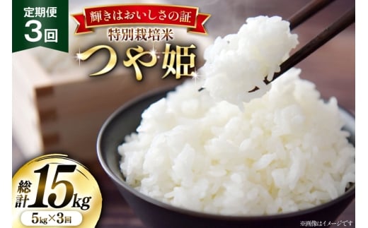米 定期便 3回 令和7年産 特別栽培米 つや姫 5kg [本田勇仁 山形県 高畠町 tk06bgj910006] お米 白米 精米 ごはん ご飯 ブランド米