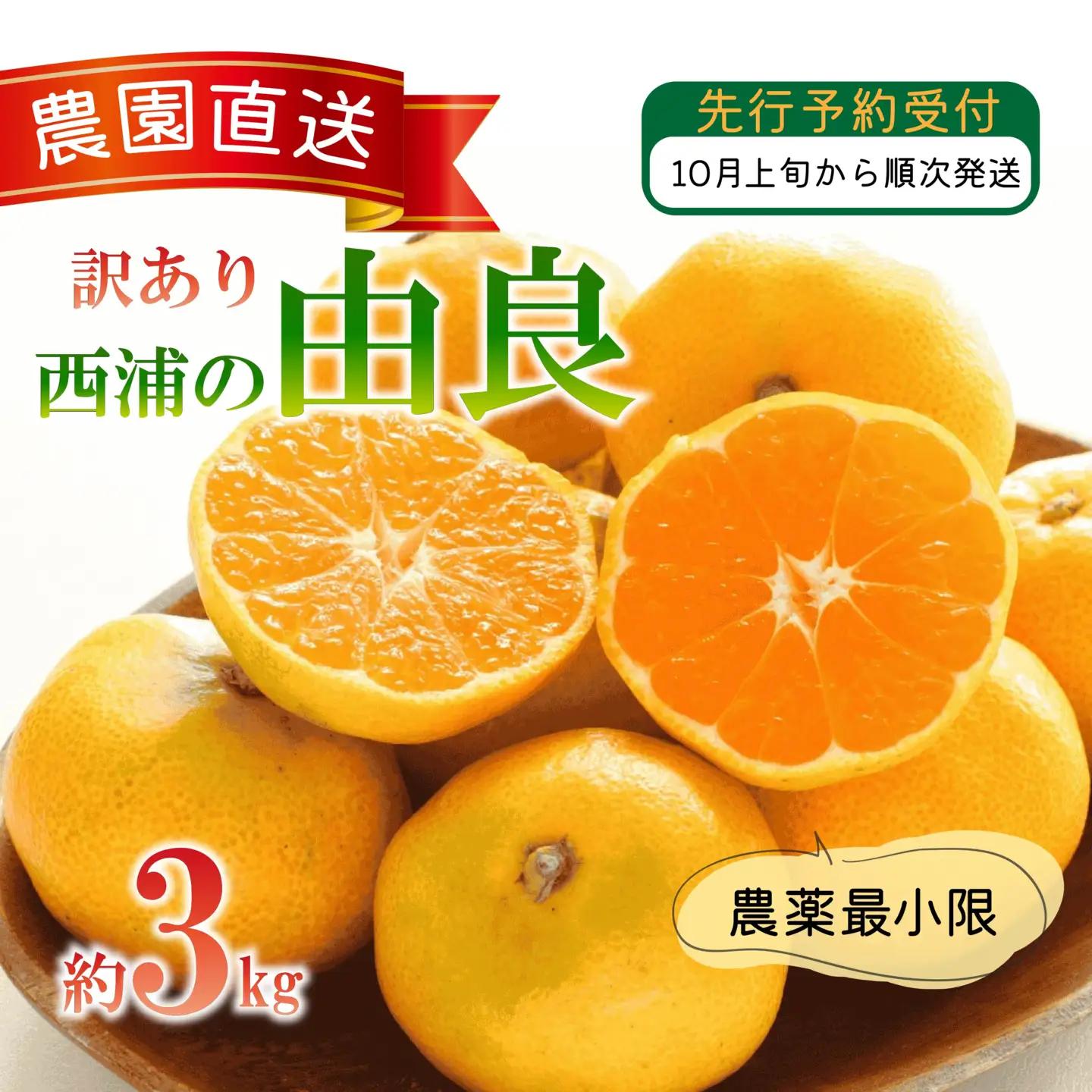 訳あり 西浦 由良みかん 3kg 由良みかん 木負観光みかん園