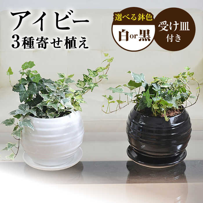 【ふるさと納税】観葉植物 アイビー ヘデラ 3種 寄せ植え ボール形 陶器 鉢植え （白／黒）インテリア ギフト / 観葉 植物 インテリア おしゃれ プレゼント / 大村市 / 琴花園[ACYK006]