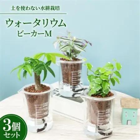 ウォータリウム　ビーカーM　ハイドロコーン植え3個セット【オススメの観葉植物でお届け】【1604658】